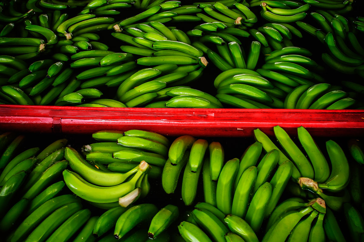 Mujeres y Coca en el Putumayo