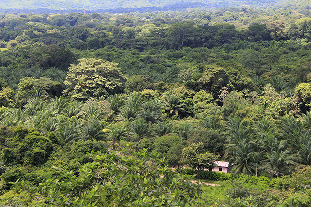 Palma Africana Colombia